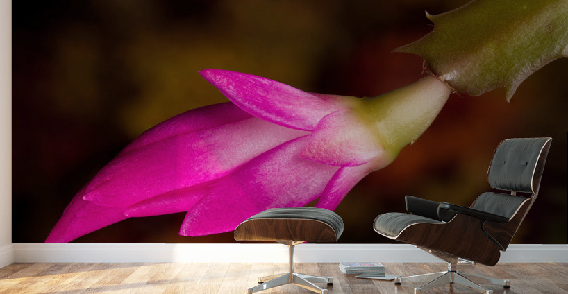 Christmas Cactus Flower  Wall Murals