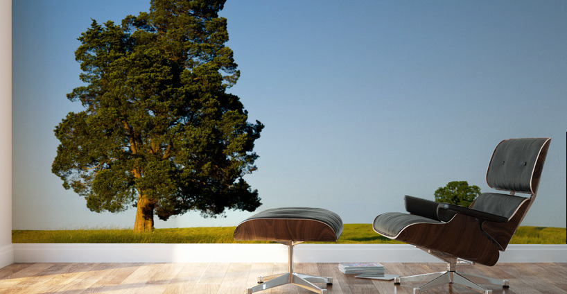 Large tree dominates small tree on hillside Wall Murals