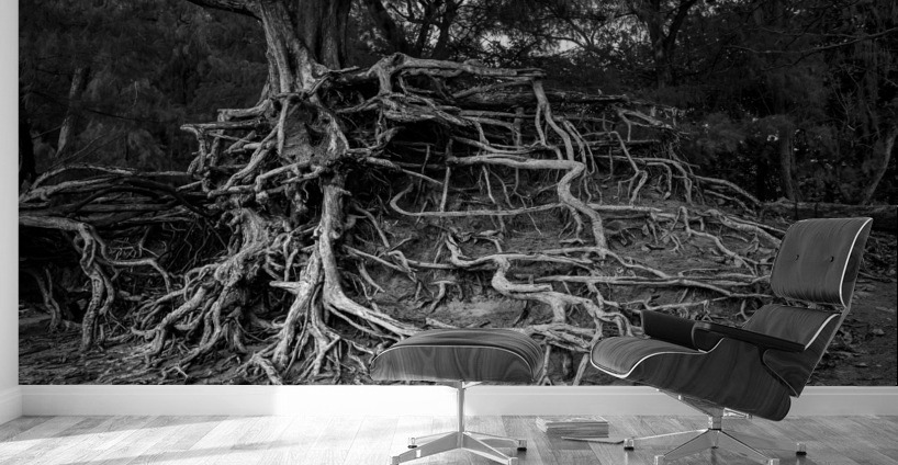 Storm erosion on tree roots at Kee beach Wall Murals