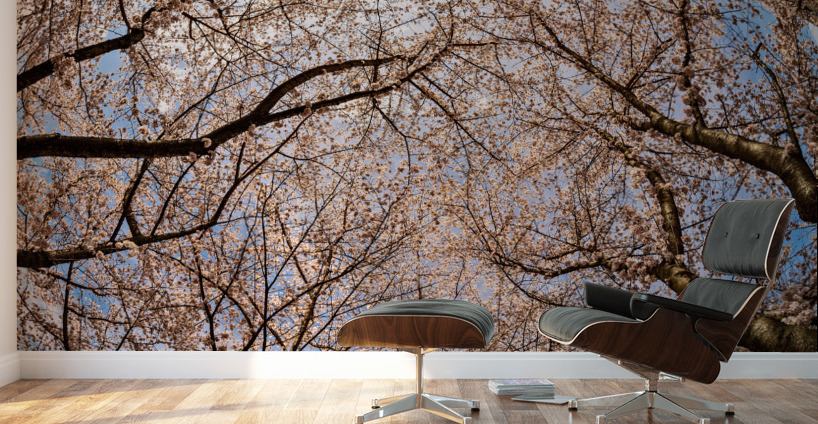 Looking up at Cherry blossoms over walking trail in Morgantown Wall Murals