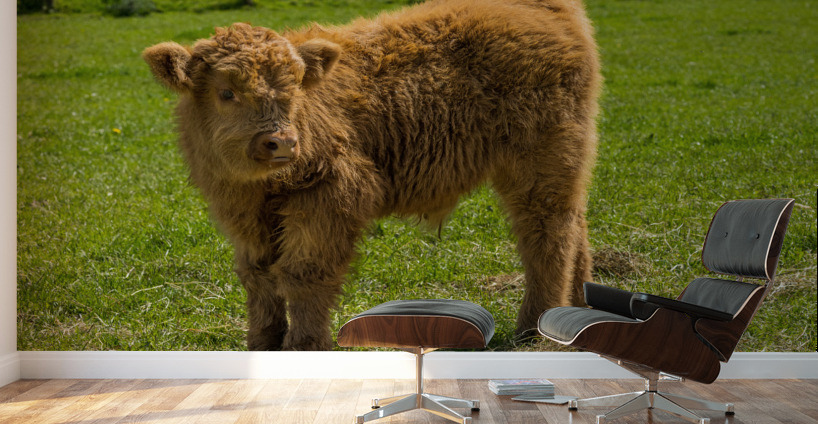 Young male highland calf in meadow facing the camera Wall Murals