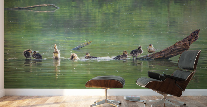 Group of ducklings washing in lake at dusk Wall Murals