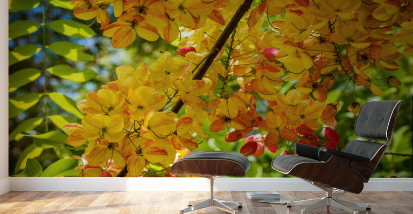 Gorgeous rainbow shower tree blossoms in Hawaii Wall Murals