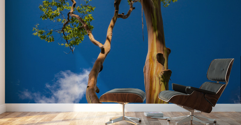Branches of rainbow eucalyptus trees in Keahua Arboretum Wall Murals