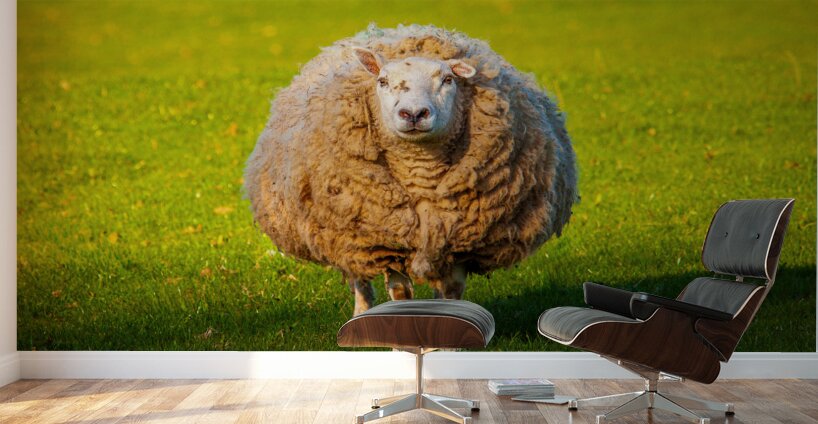 Large round sheep in meadow in Wales staring at camera Wall Murals