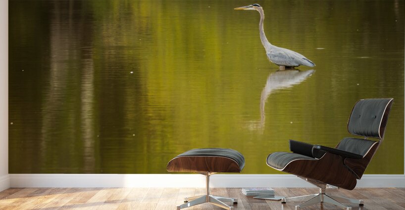 Great blue heron standing in calm water in Atchafalaya basin Wall Murals