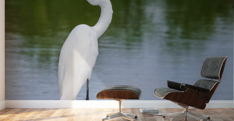 Great Egret on the stumps of bald cypress trees in Atchafalaya b Wall Murals