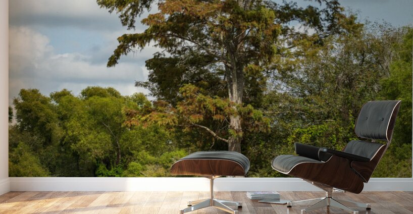 Large bald cypress trees rise out of water in Atchafalaya basin Wall Murals