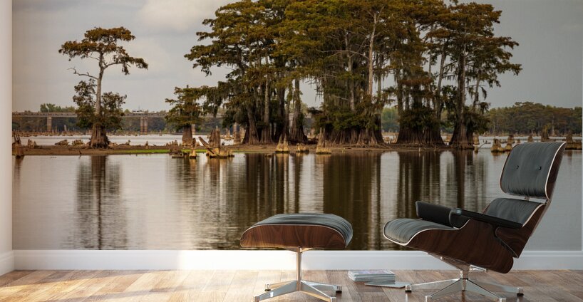 Stand of bald cypress trees rise out of water in Atchafalaya bas Wall Murals