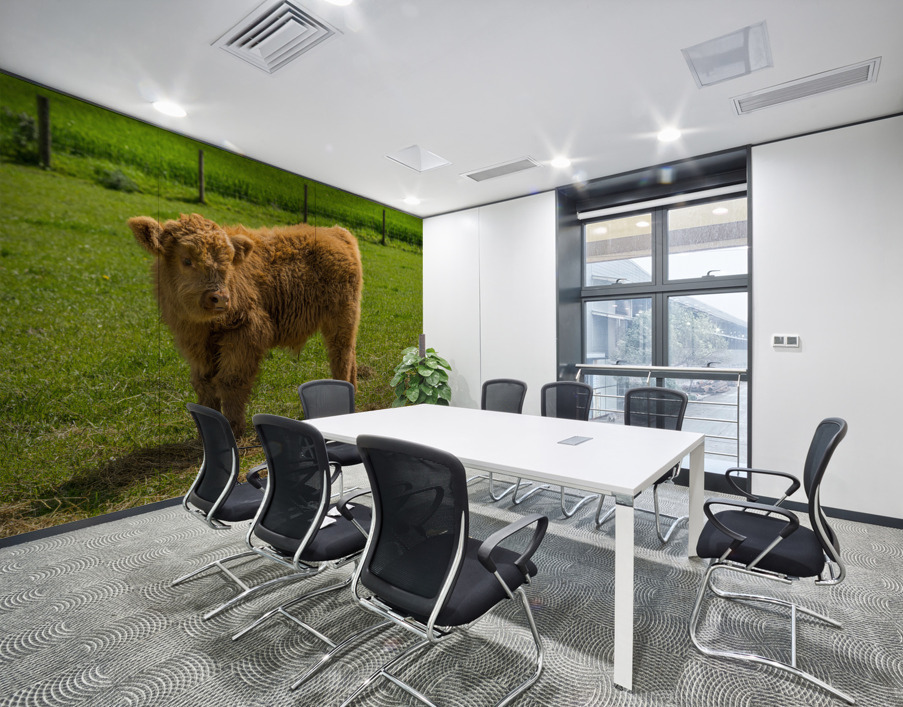 Young male highland calf in meadow facing the camera Wall Printing