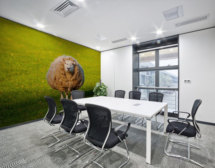 Large round sheep in meadow in Wales staring at camera Wall Printing