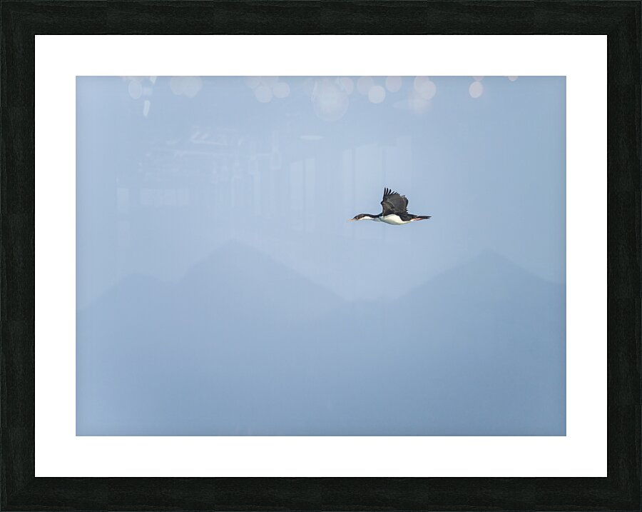 Imperial Shag or Cormorant flying by Cape Horn in Chile Picture Frame print