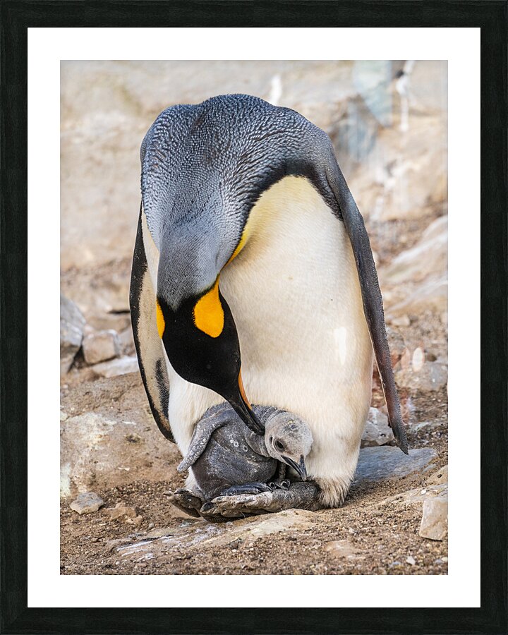 Small chick hiding in the feathers of a King Penguin at Bluff Co Picture Frame print