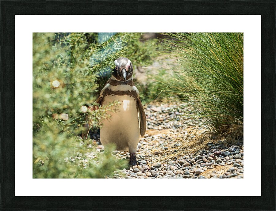 Single male magellanic penguin in plants in Punta Tombo Picture Frame print