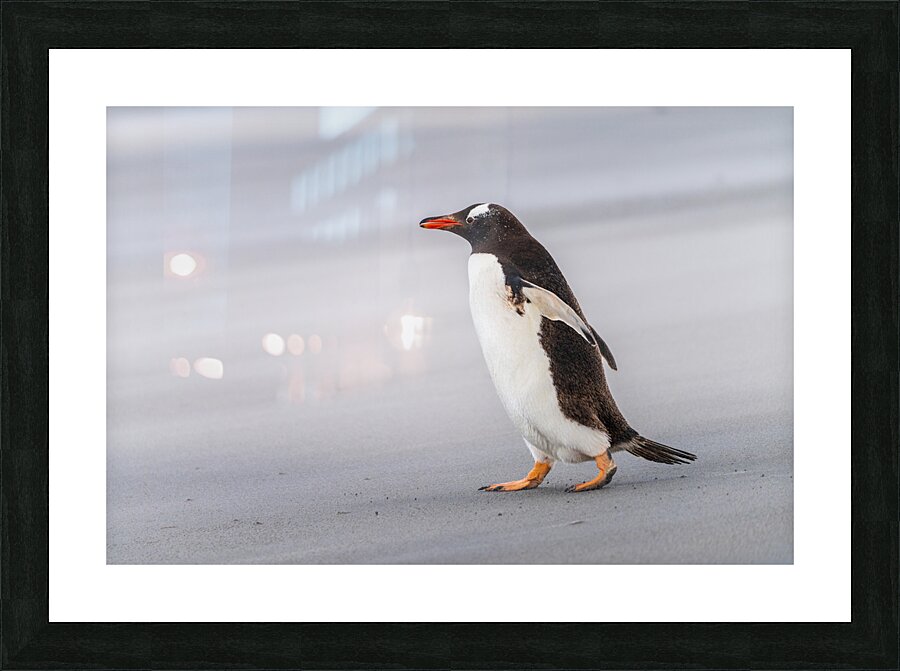 Single Gentoo penguin on Falklands walking to ocean Picture Frame print