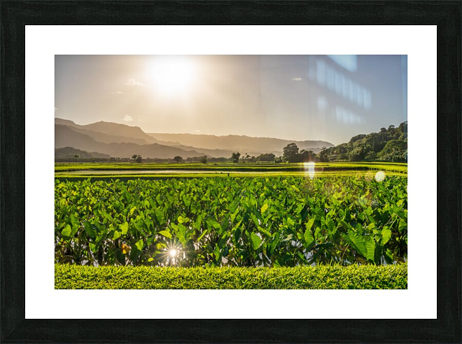 Verdant taro fields thrive under the Hawaiian sun near Hanalei B Picture Frame print