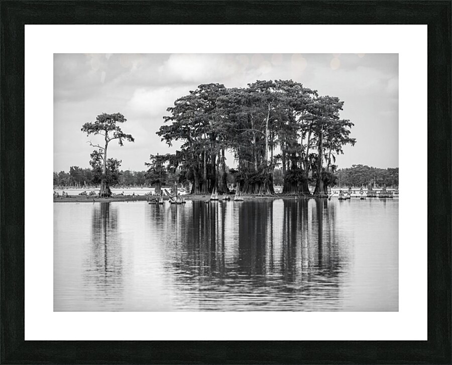 Stand of bald cypress trees rise out of water in Atchafalaya bas Picture Frame print