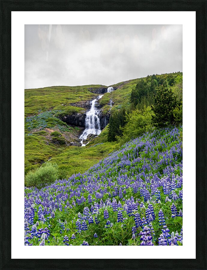 Waterfall in Tunhudalur valley near Isafjordur Iceland with lupi Impression et Cadre photo