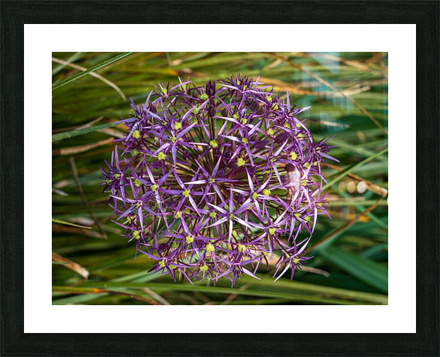 Large purple umbel of the Persian Onion or Star of Onion flower Picture Frame print