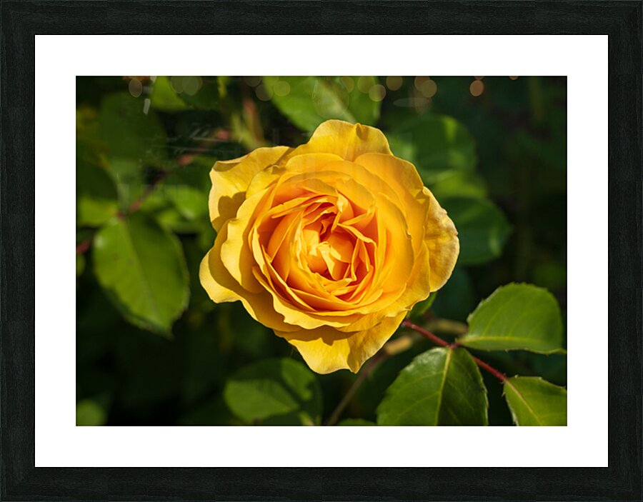 Golden butter colored single rose known as the absolutely fabulo Picture Frame print