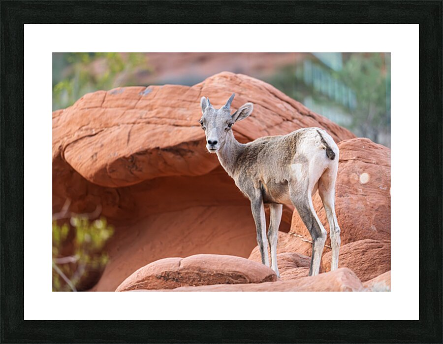 Bighorn sheep lamb grazing among formations in Valley of Fire st Picture Frame print