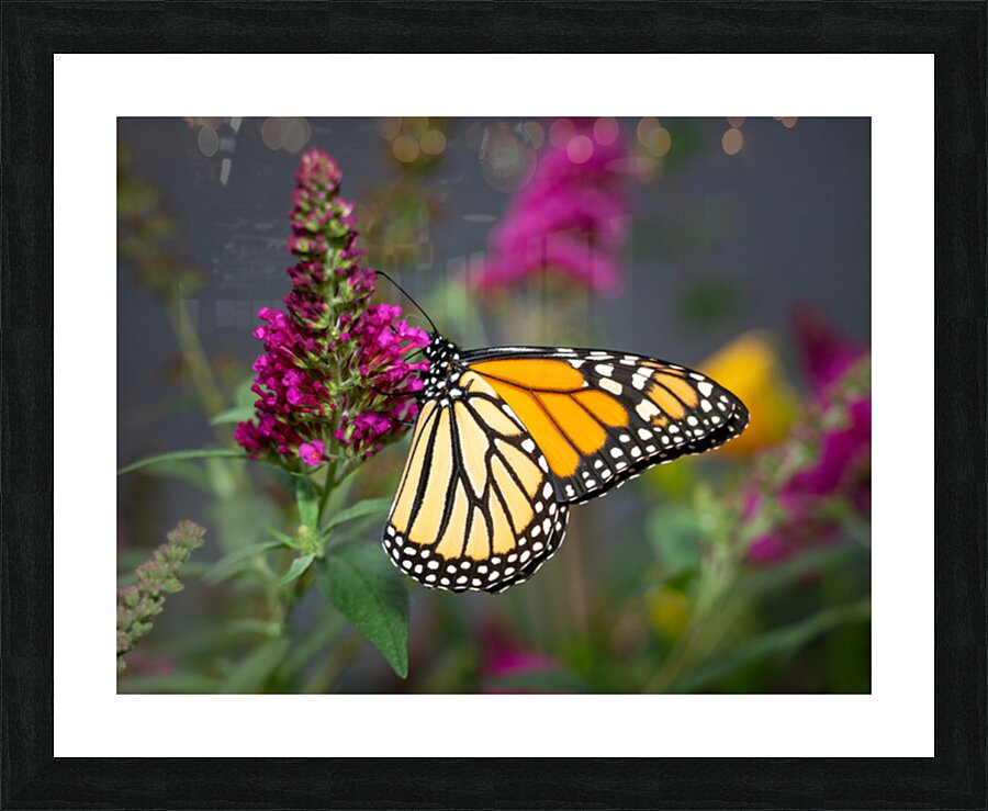 Close up of beautiful Monarch butterfly feeding in garden Picture Frame print