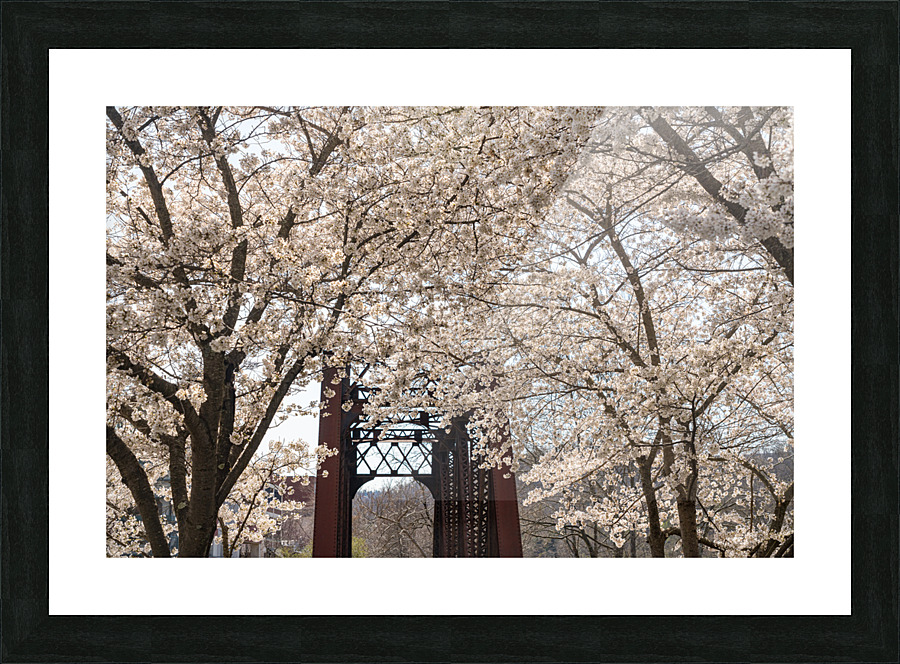 Blossoms by the steel girder bridge carries the bike walking trail Picture Frame print