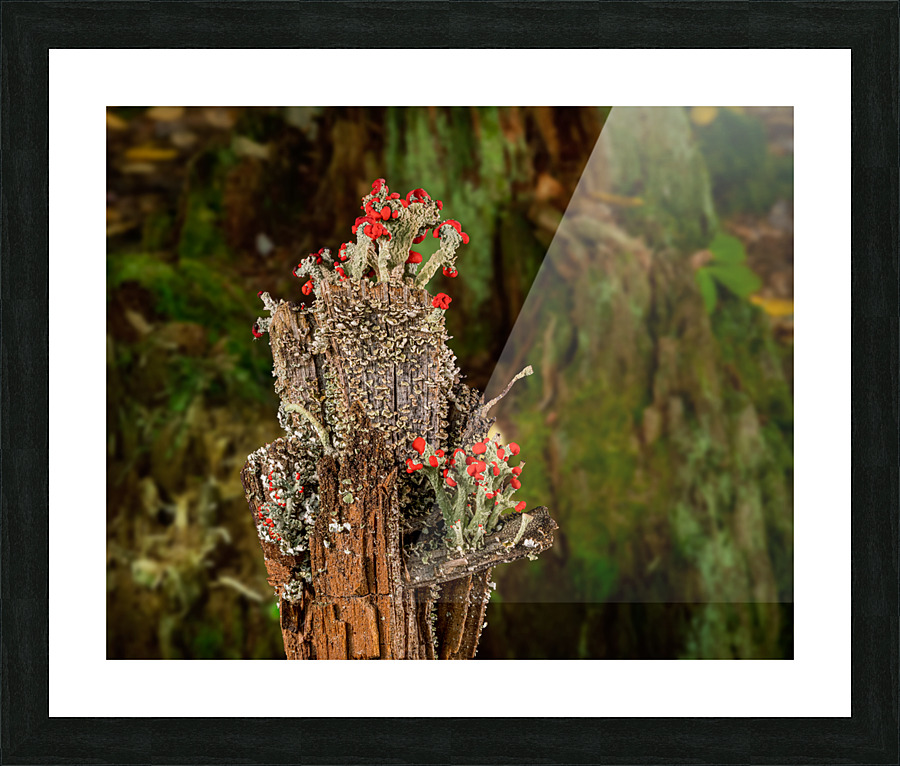 Cladonia cristatella or British Soldiers Lichen or algae Picture Frame print