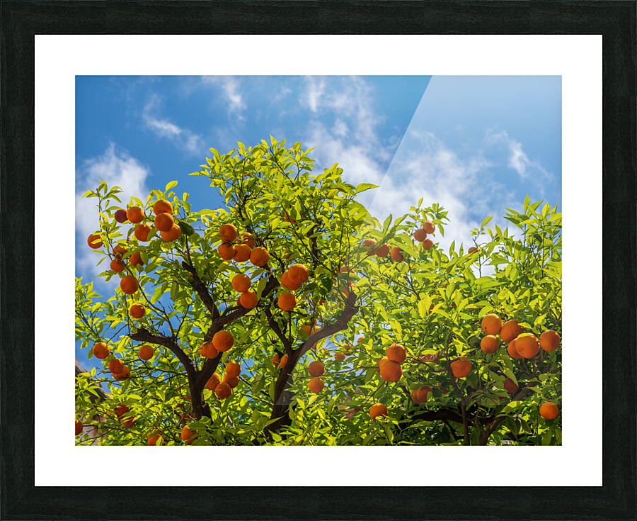 Oranges growing in courtyard of monastery Picture Frame print