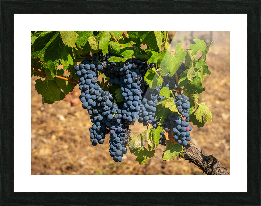Bunches of grapes for port wine in Douro valley Picture Frame print