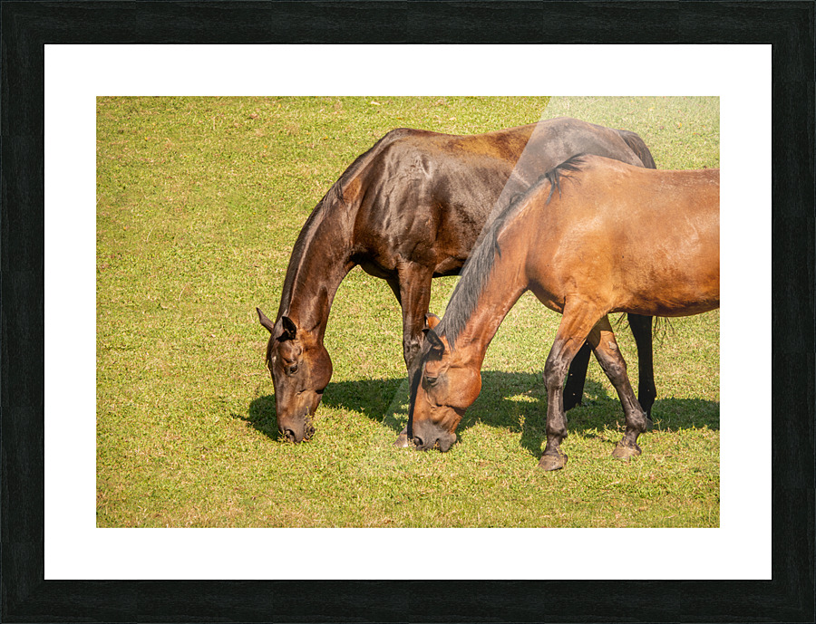 Two brown horses grazing in a meadow Picture Frame print