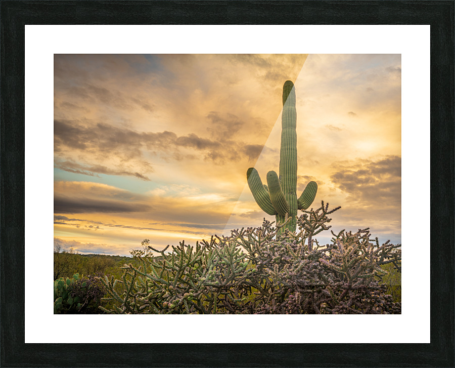 Sunset in Saguaro National Park Tucson Picture Frame print