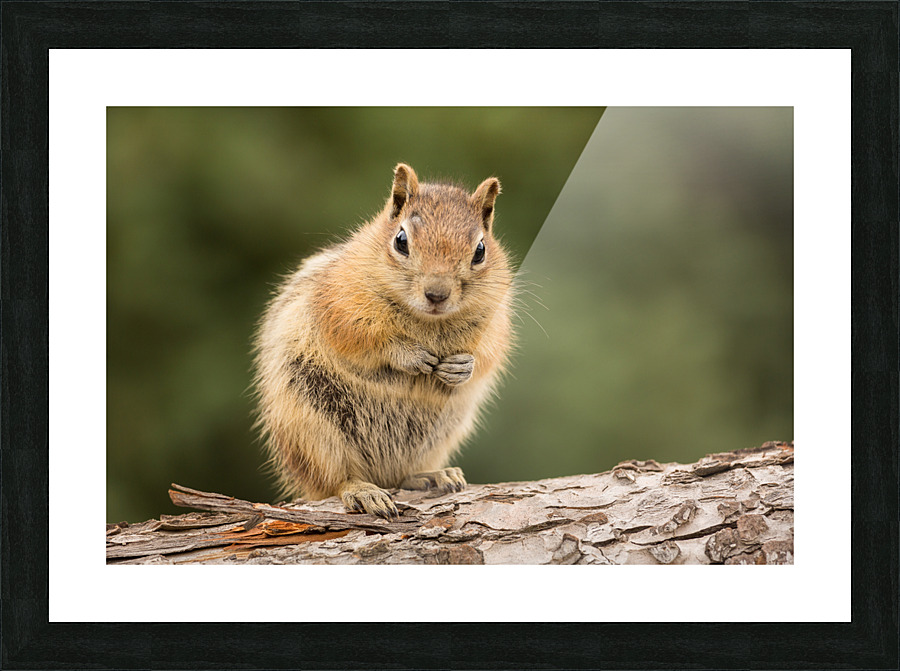 Cute Chipmunk well fed on nuts and seeds Picture Frame print