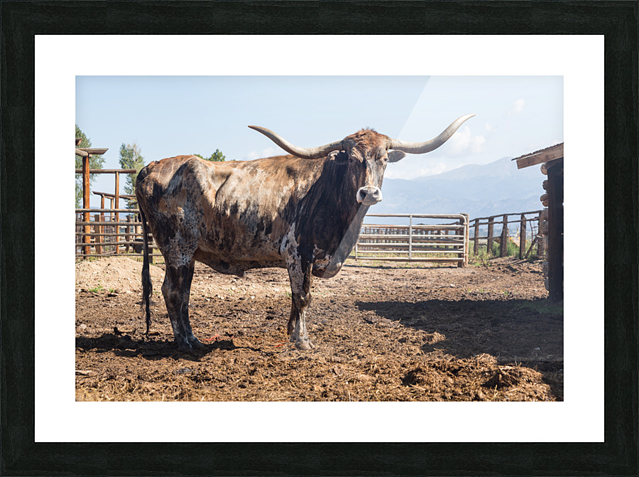 Old Longhorn bull in paddock Picture Frame print
