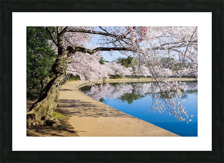 Pathway around the tidal basin during Cherry Blossom Festival Picture Frame print