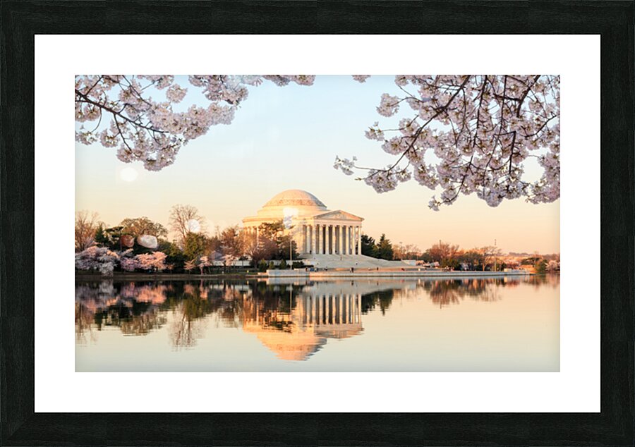 Wide Vista of Beautiful early cherry blossoms Jefferson Memorial Picture Frame print