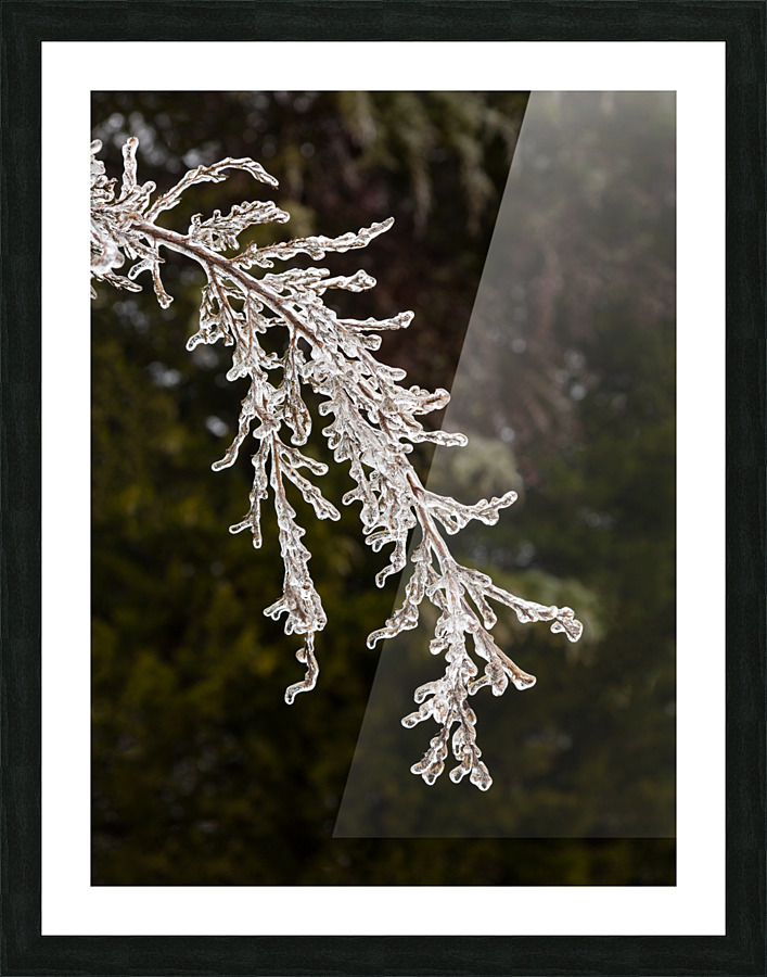 Ice covered branches start to melt to icicles Picture Frame print