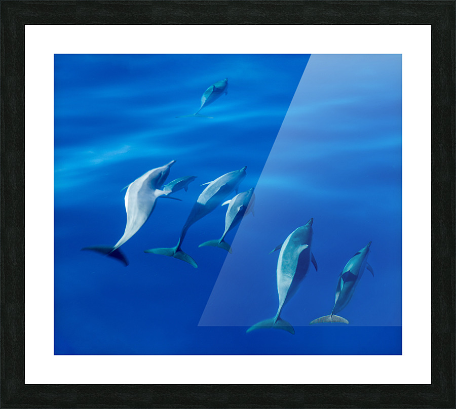 Spinner dolphins off coast of Kauai with leader clearly winning  Picture Frame print