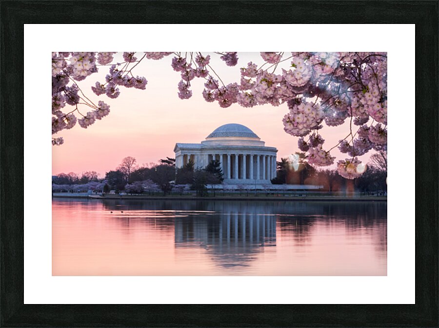 Pink colors of Cherry Blossom and Jefferson Memorial at sunrise Picture Frame print