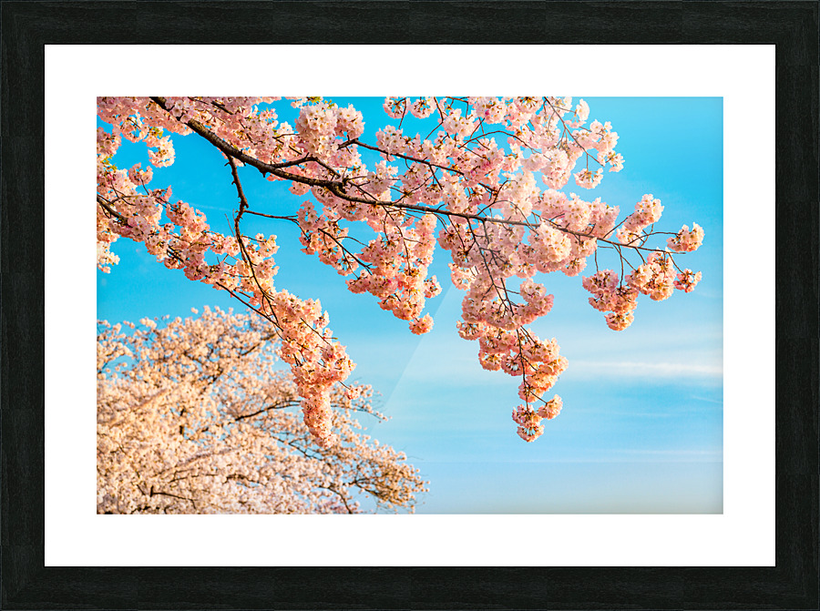 Detail macro photo of japanese cherry blossom flowers Picture Frame print