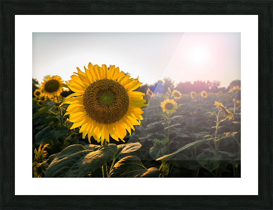 Sunflowers in early evening as sun sets Picture Frame print