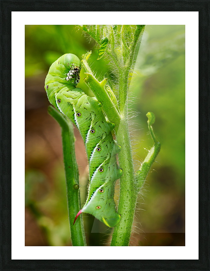 Tomato hornworm caterpillar eating plant Picture Frame print