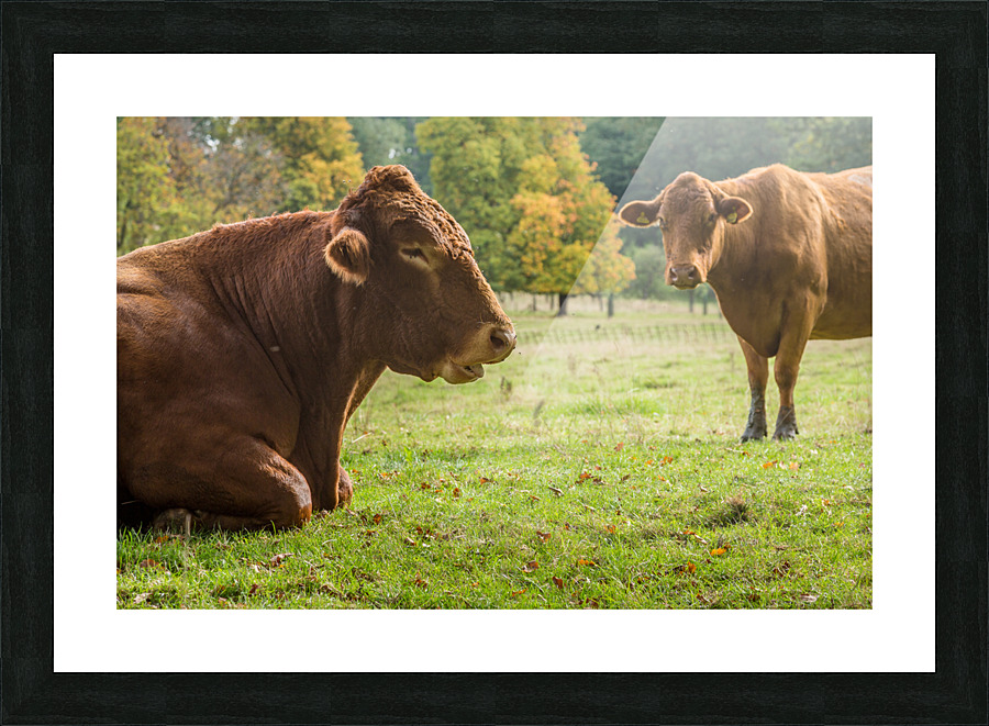 Large brown cow resting in meadow Picture Frame print