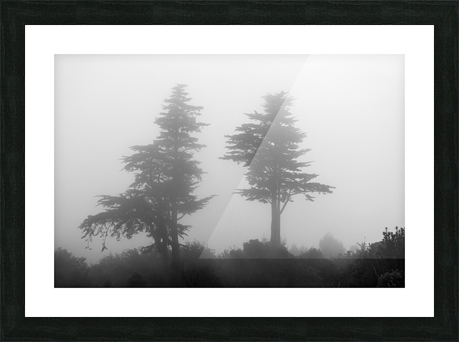 Mist and fog envelop two pine trees Picture Frame print