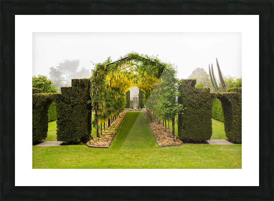 Laburnum Arch in full bloom over grass path Picture Frame print