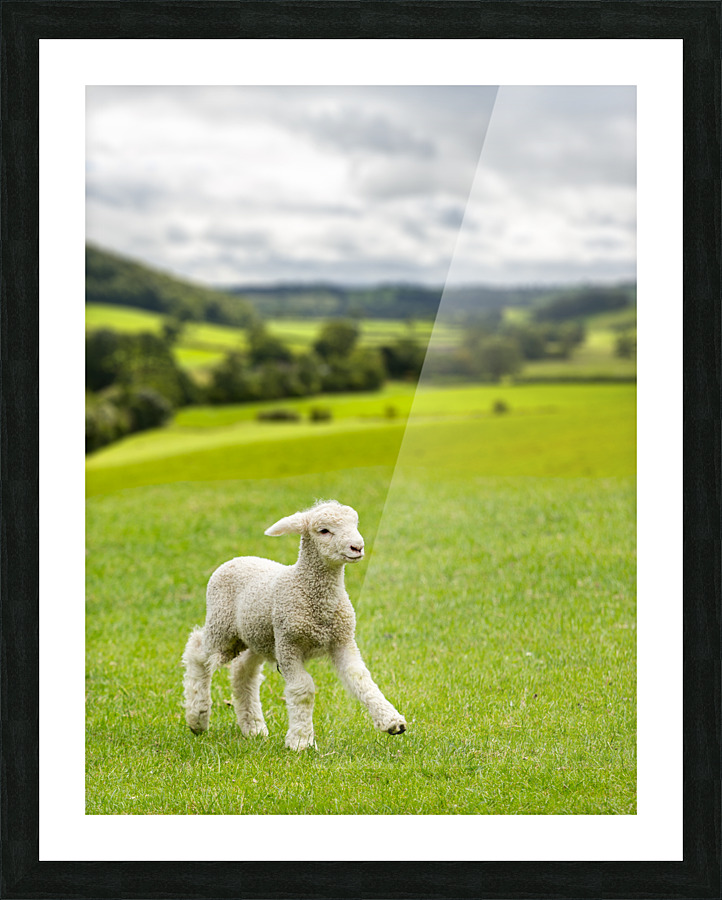 Cute lamb in meadow in wales or Yorkshire Dales Picture Frame print