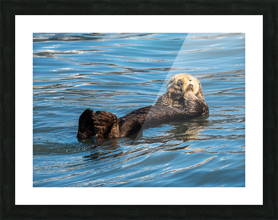 Sea Otter floating in Resurrection Bay near Seward Picture Frame print