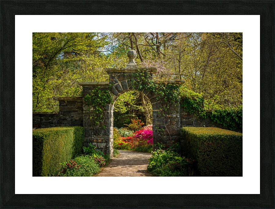 Archway frames Azaleas and Rhododendron trees in spring Picture Frame print