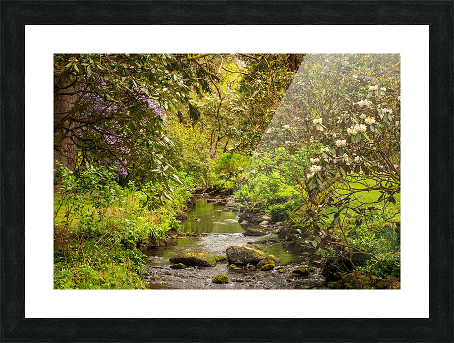 Azaleas and Rhododendron trees surround stream in spring Picture Frame print