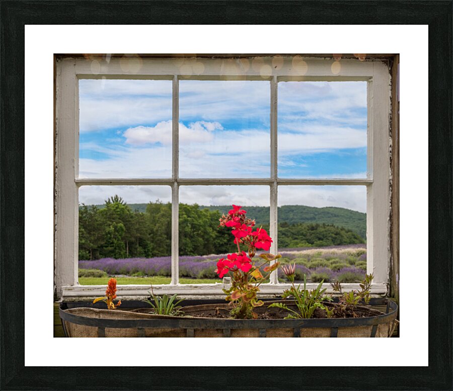 Lavender plants in blossom in early July through window Picture Frame print